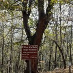 Castagno secolare nel Comune di Valloriate, Valle Stura (Cn) - Foto M. Dematteis